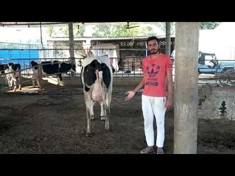 Stryker Sexcel Daughter Milking - Testimonial from Punjab