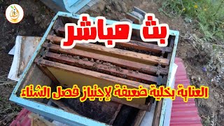 بث مباشر ( كيف نحافظ على خلية ضعيفة لعبور فصل الشتاء )