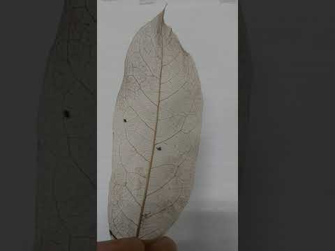 estrutura interna da folha de mangueira, incrivel