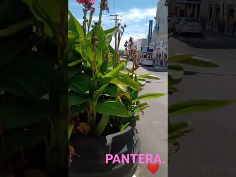 Linda Morrinhos! Povo criativo! Atenas de Goiás 🙌👏👏👏 @mariadelourdesdasilva412 💁💥💥💥💓