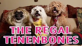 Wes Anderson's The Royal Tenenbaums Pet Parody