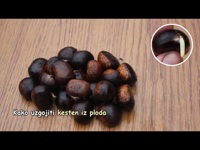 Videouttalande av Castanea sativa Engelska