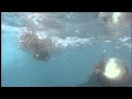 Dolphins The Wild Side