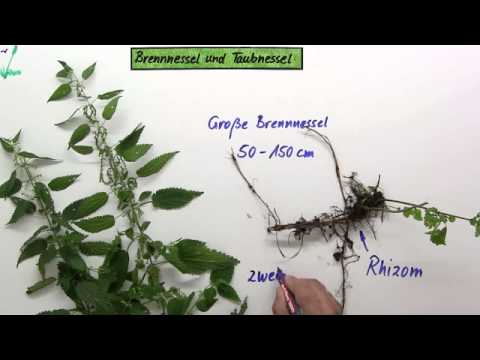 Unterschied von Brennnessel und Taubnessel | Biologie