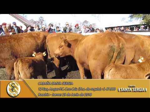 28-06-18 Venta de Vaquillonas Angus P.C. y MAS - Cabaña Santa Sergia - Baudrix