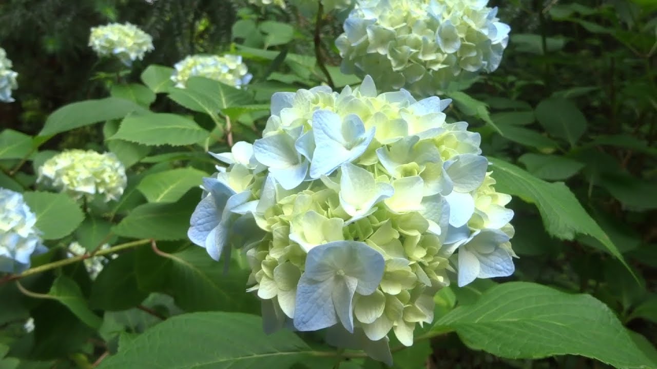 Catch a glimpse of Sendai City's Wild Grass Garden.