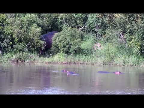 Djuma: Four Hippos - 16:19 - 02/19/2023