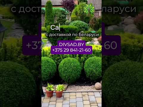 фото туи западные и складчатые. черенки 2 руб, саженцы от 21 руб. 50+ сортов 0