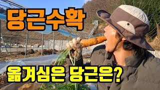 서리맞은 당근수확하기 / 당근 연작피해있을가요? /  당근재배