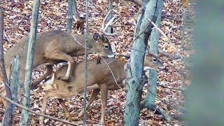 Archery Season Extra Footage 2013 + More