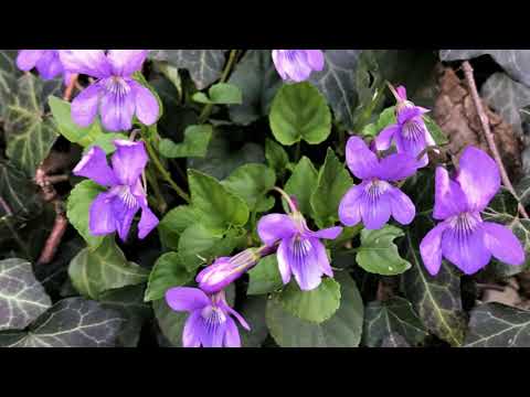 Le Torbiere di Iseo con Walk You can 22 marzo 2023