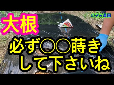 園芸 ピンク大根