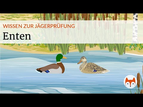 🎯 Safely identify and distinguish wild ducks – exam preparation for the hunting exam 🦆📚