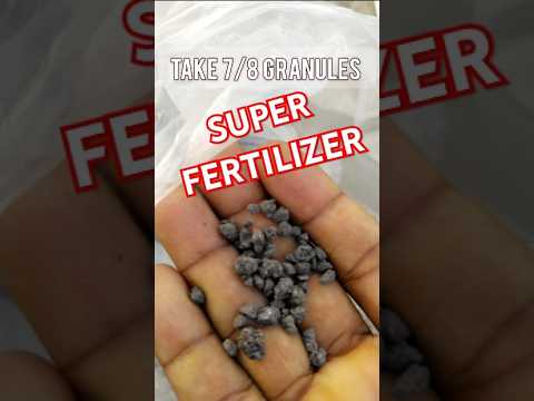 Super Fertilizer for Water Lily #waterlily #nymphaea #fertilizer #views #shorts