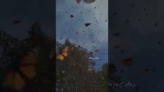 Download lagu as Subhu Bada lyrics Video ( Arabic  Nasheed ) mp3