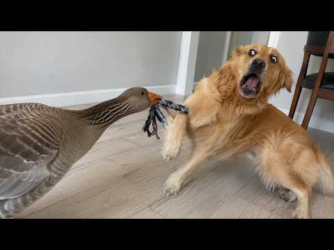 Dog Said “HUMAN, SAVEEEE MEEE NOWWW” 😂 | Funny Dog Goose Reactions Try Not To Laugh