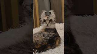 Zero Thoughts Whatsoever 😂