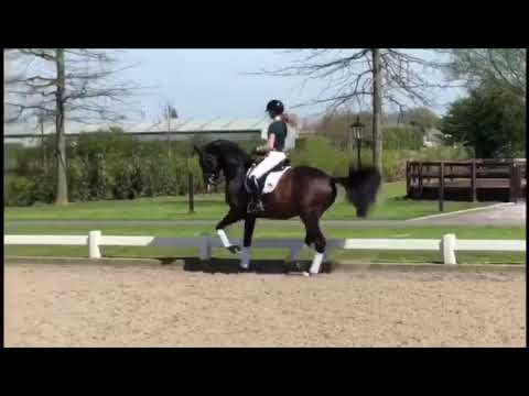 Hengstenstation van Uytert - Hermès