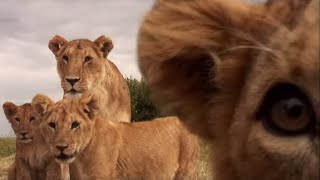 Cute Cubs Play with Spy Camera | BBC Earth