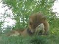 Toronto Zoo Mix