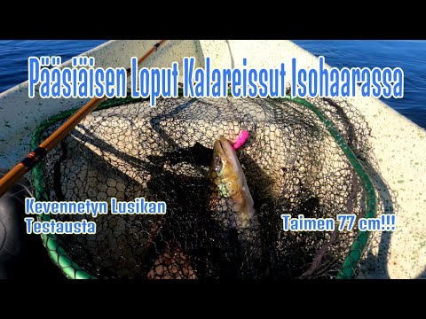 Kevennetyn lusikan testausta, Isohaaran rantakalastuspaikat, Taimen 77 cm