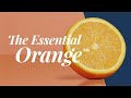 Navel Oranges: The Essential Orange