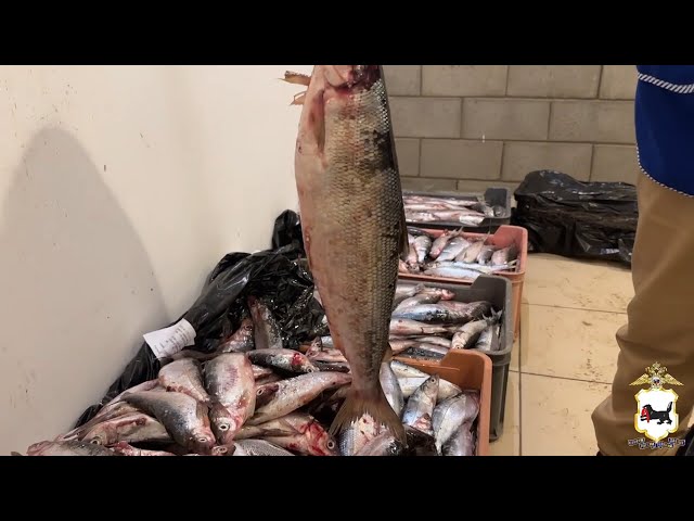 Незаконная добыча