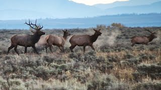 preview picture of video 'Elk Bugling - Grand Teton National Park'