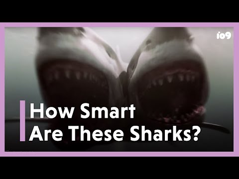 The Smartest Sharks in Movies, Ranked