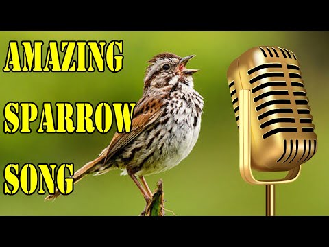 Sparrow Song - House Sparrow Bird Song Call