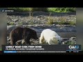 Meet These Two Bear Cubs Who Have Become Inseparable At The Detroit Zoo