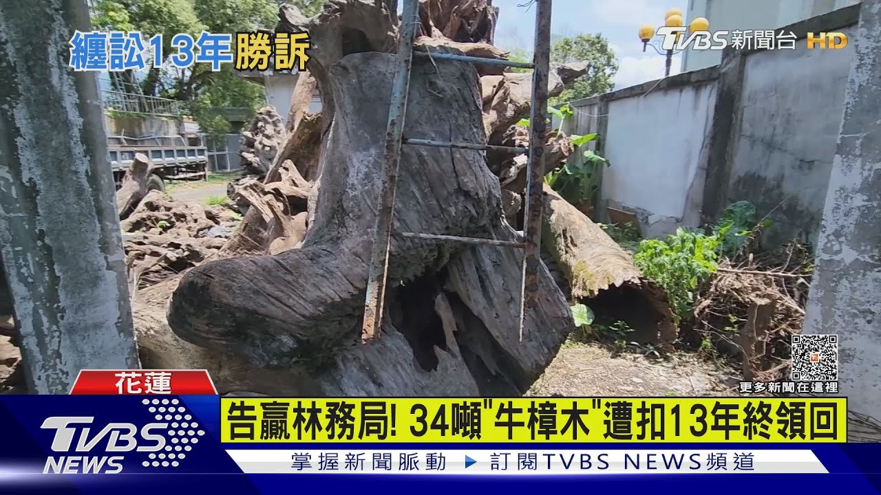 告贏林務局! 34噸「牛樟木」遭扣13年終領回