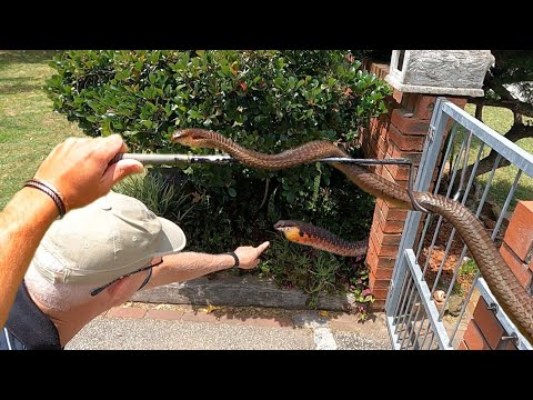 Catching a Huge, Venomous Boomslang! It was hiding under the Postbox!