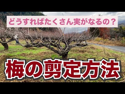 梅の木の剪定はいつ、どのように行うのですか？知っておくべきことすべて、そしてそれ以上！  庭園