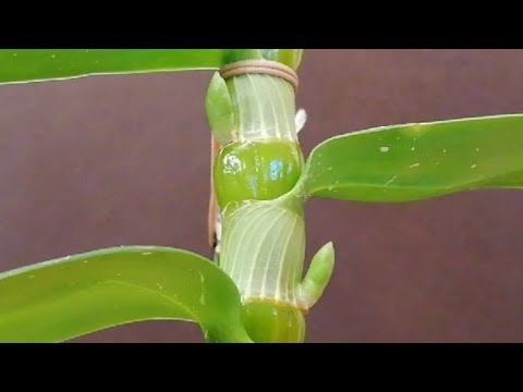 , title : 'Secretos de Como Cuidar una Orquídea Dendrobium nobile | Parte 1/2'