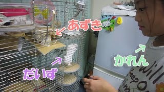 あずき(3F)、だいず(1F)の行動と様子