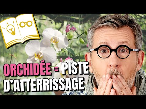 ORCHIDS: Landing strip for insects? 🌸 | Lockdown Day 32