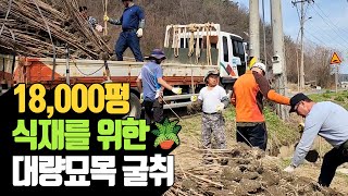 18,000평 식재를 위한 대량묘목 굴취 | 나무대장