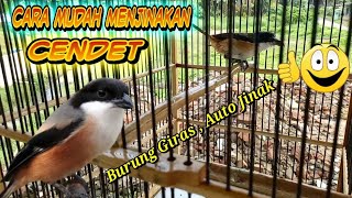 Download lagu CARA MUDAH MENJINAKAN CENDET, MUDA HUTAN BURUNG GIRAS AUTO JINAK,MENJINAKAN BURUNG PEMAKAN SERANGGA mp3 Download lagu CARA MUDAH MENJINAKAN CENDET, MUDA HUTAN BURUNG GIRAS AUTO JINAK,MENJINAKAN BURUNG PEMAKAN SERANGGA mp3