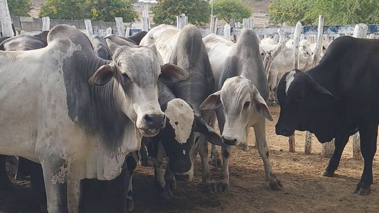 GADO DE RECRIA EM CUPIRA-PE  04-12-2024 #nordeste