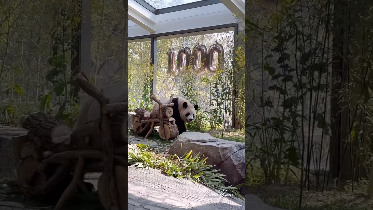 루이💜후이 🩷1000일, 할부지표 오토바이 선물🏍️ 개봉박두(에버랜드 세컨하우스)