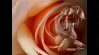 PESADO TE LO PIDO POR FAVOR (EN VIVO)