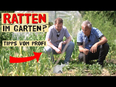 Was hilft gegen Ratten im Gemüsegarten? Wie werde ich wieder Ratten los ohne Gift - Tipps vom Profi