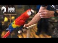 Training A Scarlet Macaw To Be Less Nippy THE BIRDIE BUBBLE