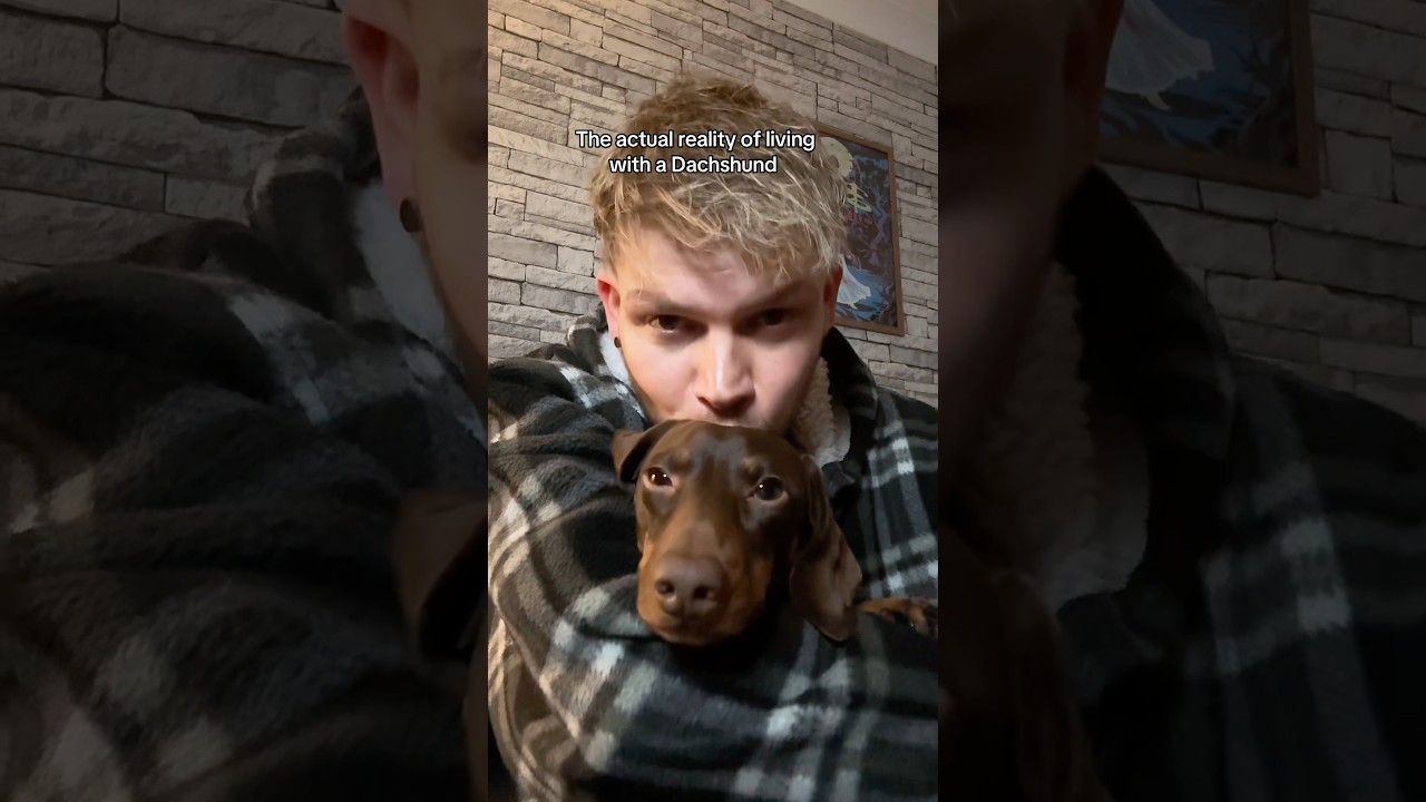 The actual reality of living with a dachshund.