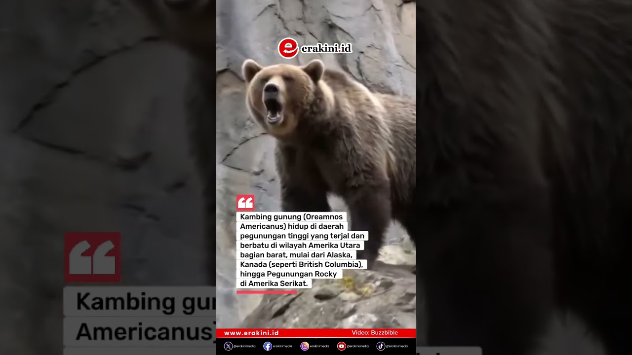 Beruang Dibuat Frustrasi