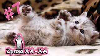 ПОДБОРКА ПРИКОЛОВ. СМЕШНОЕ ВИДЕО #7 || 2раза ХА-ХА