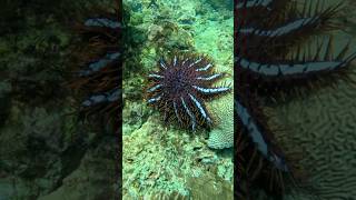 Download lagu Most Venomous Starfish In The World mp3 Download lagu Most Venomous Starfish In The World mp3
