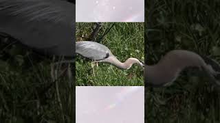 big blue heron catches prey | 大蓝鹭觅食