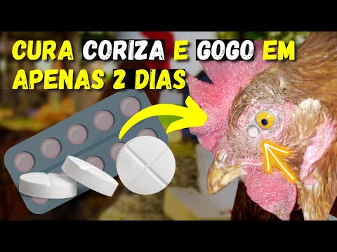 (CURE IN 2 DAYS) How to cure Gogo, infectious coryza, and avian typhoid permanently.